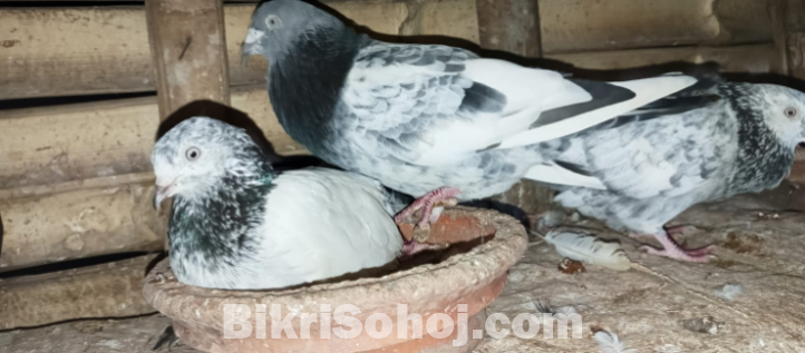 Giribaj pigeon / giribaj kobutor (গিরিবাজ কবুতর)